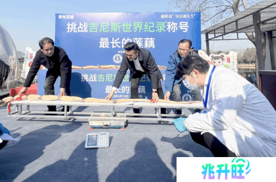 武汉3.473米长莲藕破吉尼斯纪录 将制成标本永久保存
