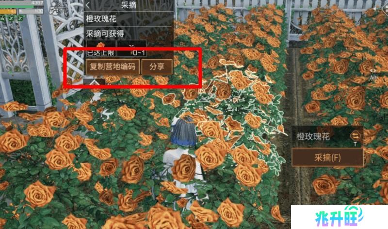 《明日之后》异色玫瑰保姆级攻略手把手教学兑换